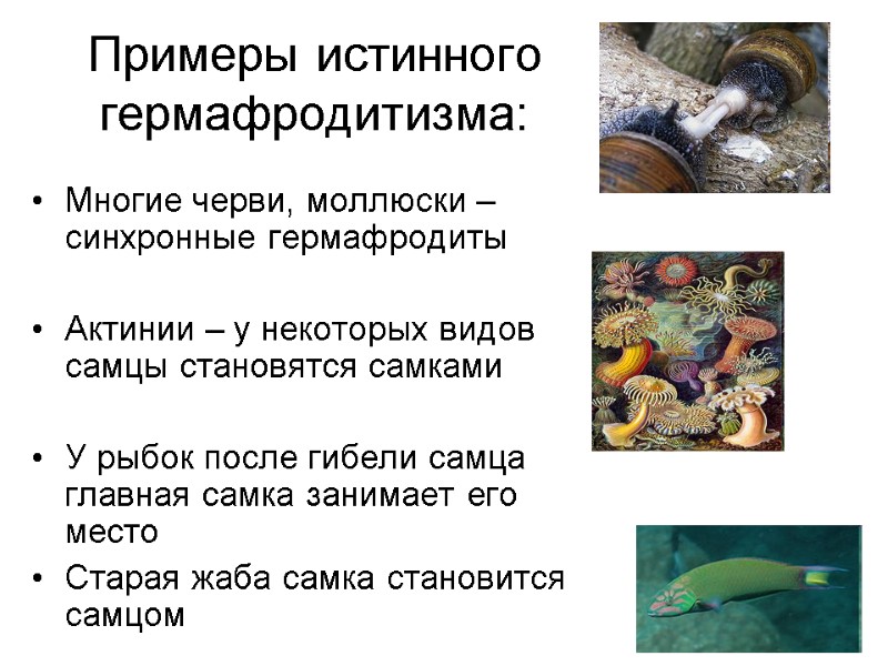 Примеры истинного гермафродитизма: Многие черви, моллюски – синхронные гермафродиты Актинии – у некоторых Примеры истинного гермафродитизма: Многие черви, моллюски – синхронные гермафродиты Актинии – у некоторых